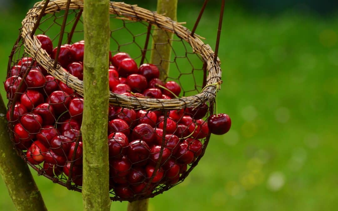 Gout | Discover Ways That Your Diet Can Help You Manage It