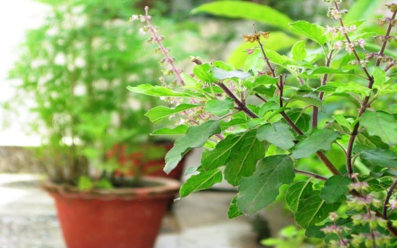 Tulsi | Everything you Need to Know about this Queen