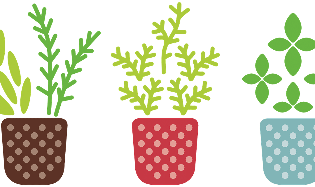 Ki’s Trio of Herbal Goodness | Find out What they are!