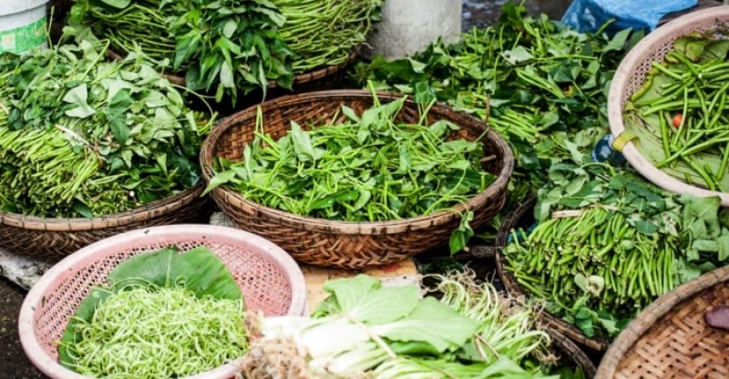 Romaine Lettuce – Healthy Alternatives to this Staple Food
