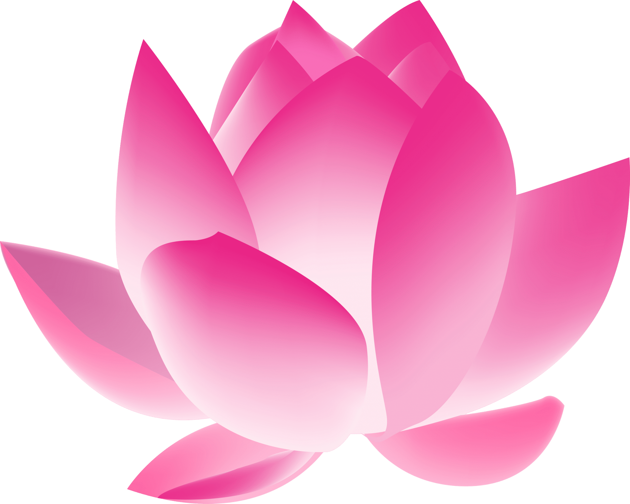 Lotus-2048x1638